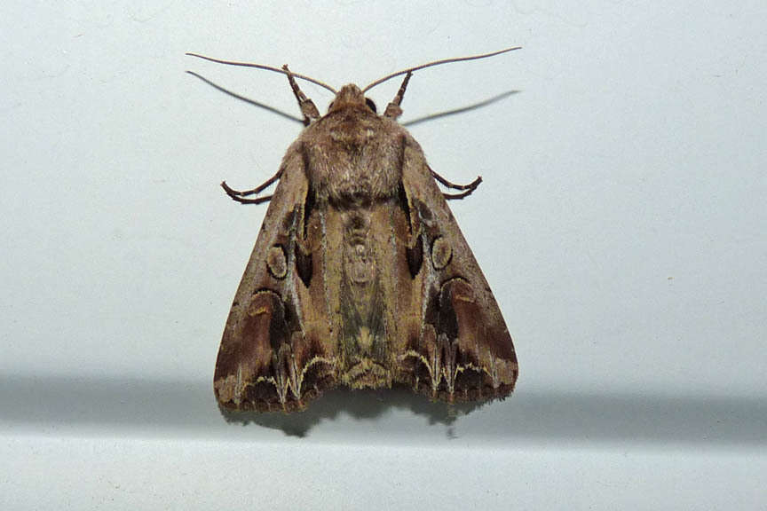 Image of Lacanobia atlantica Grote 1874