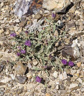 Image de Centaurea hyalolepis Boiss.