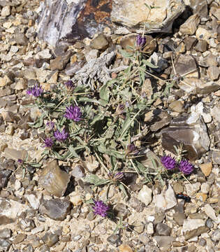 Image of Centaurea hyalolepis Boiss.