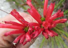 Image of Erica regia subsp. mariae (Guthrie & Bolus) E. G. H. Oliv. & I. M. Oliv.