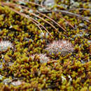 Image of Mammillaria deherdtiana subsp. dodsonii (Bravo) D. R. Hunt