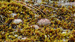 Mammillaria deherdtiana subsp. dodsonii (Bravo) D. R. Hunt的圖片