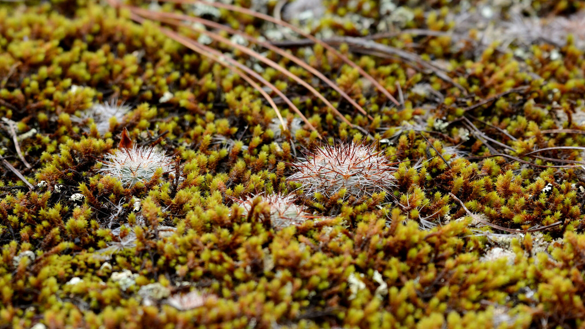 Mammillaria deherdtiana subsp. dodsonii (Bravo) D. R. Hunt的圖片