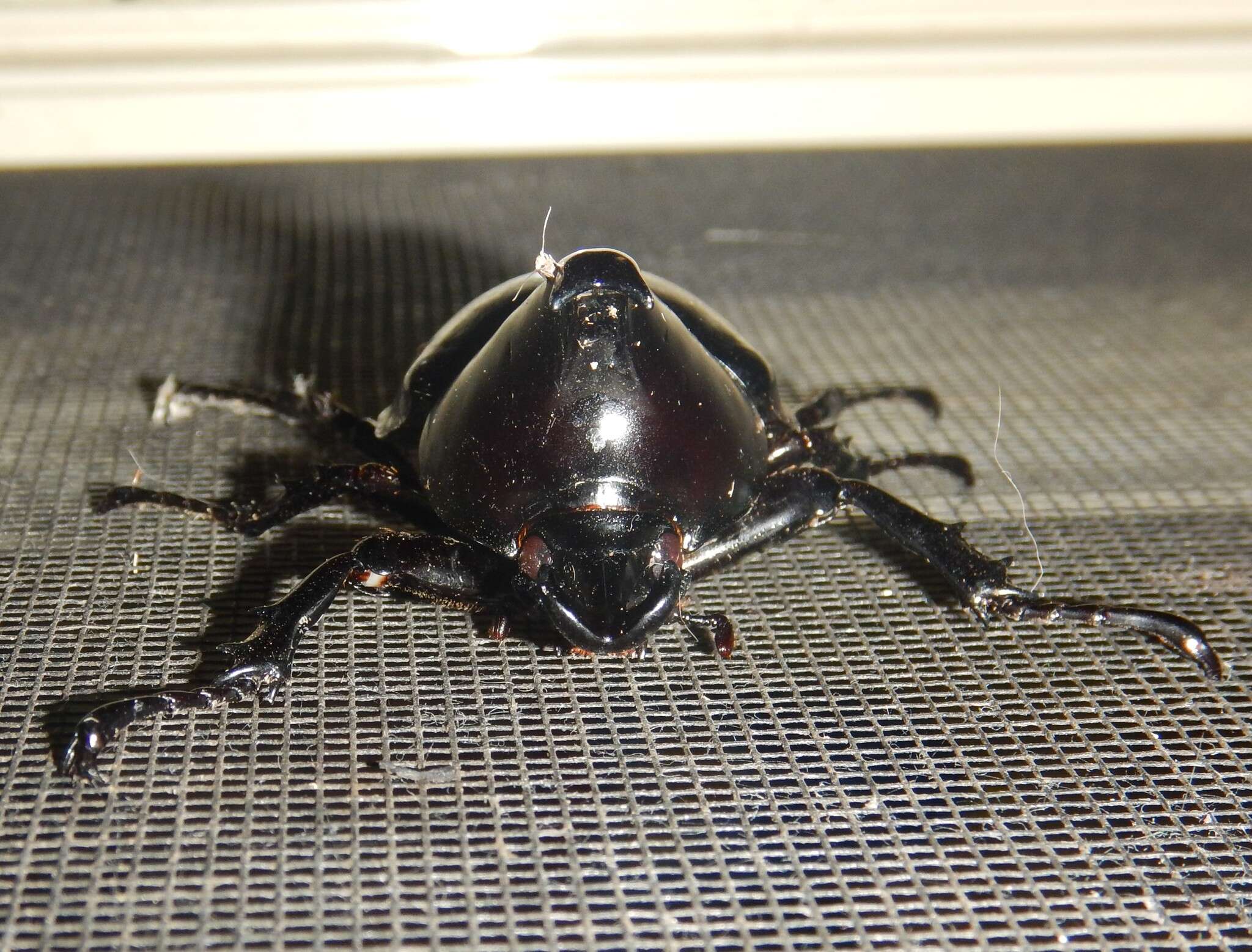 Слика од <i>Xylotrupes <i>australicus</i></i> australicus