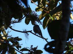 Image of Arrowhead Warbler