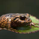 Image of Volcano Robber Frog