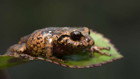 Image de Pristimantis leptolophus (Lynch 1980)