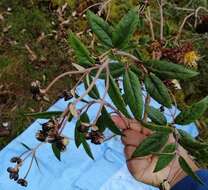 Image of Munnozia foliosa Rusby