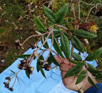 Image de Munnozia foliosa Rusby