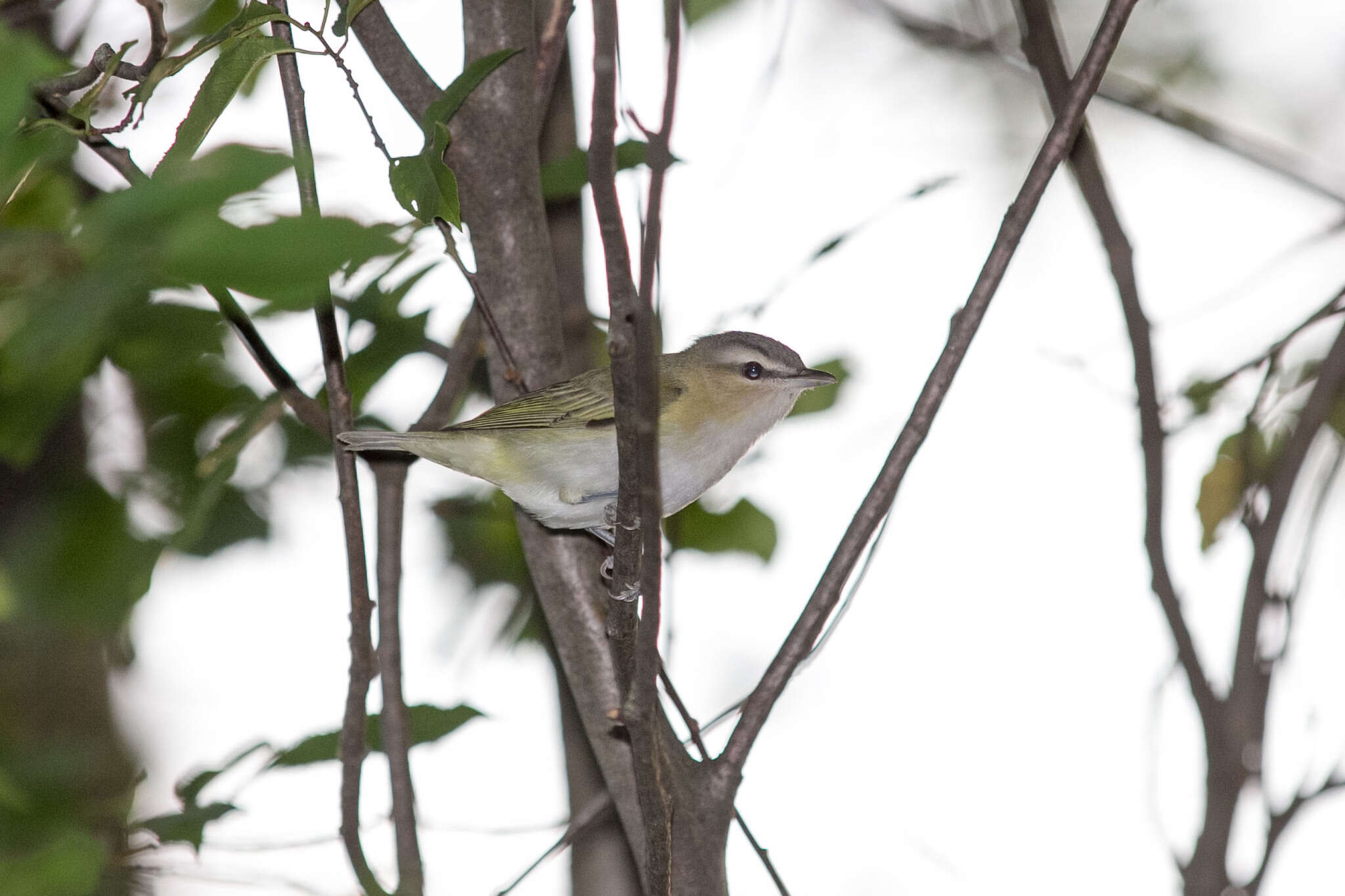 Image of Red-eyed Vireo