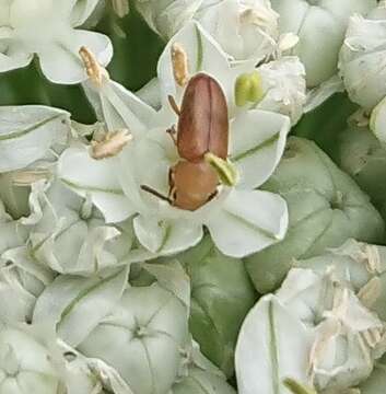 Слика од Antherophagus pallens (Linnaeus 1758)