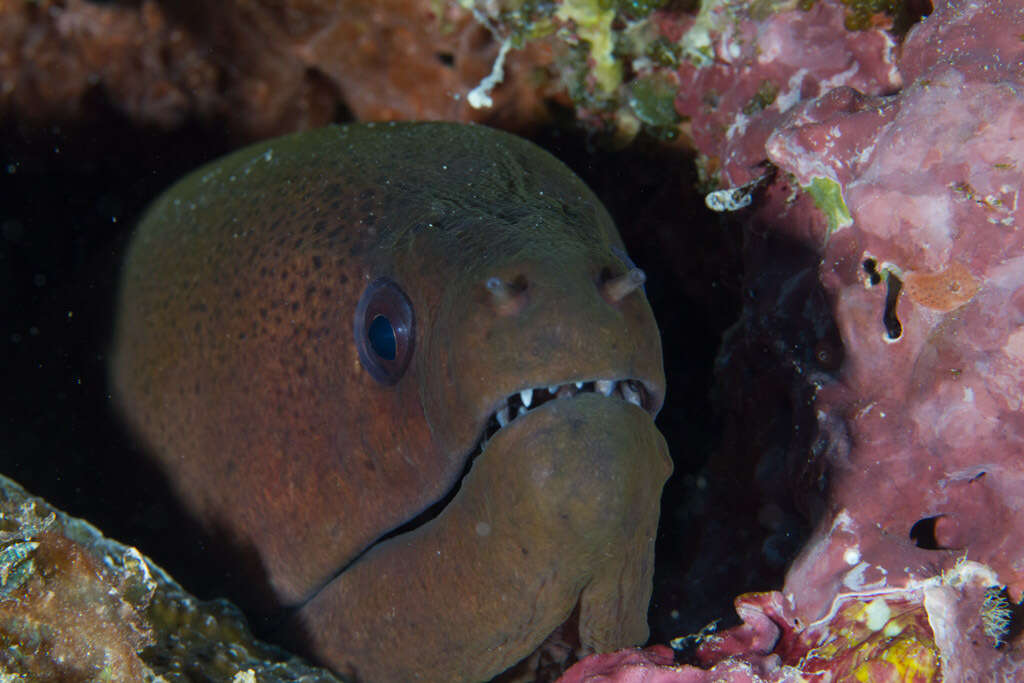 Image of Giant moray