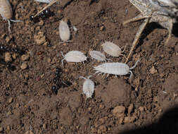 Image of Porcellionides myrmecophilus (Stein 1859)