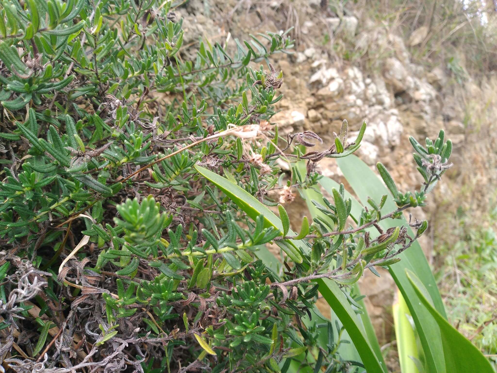 疏花木紫草的圖片