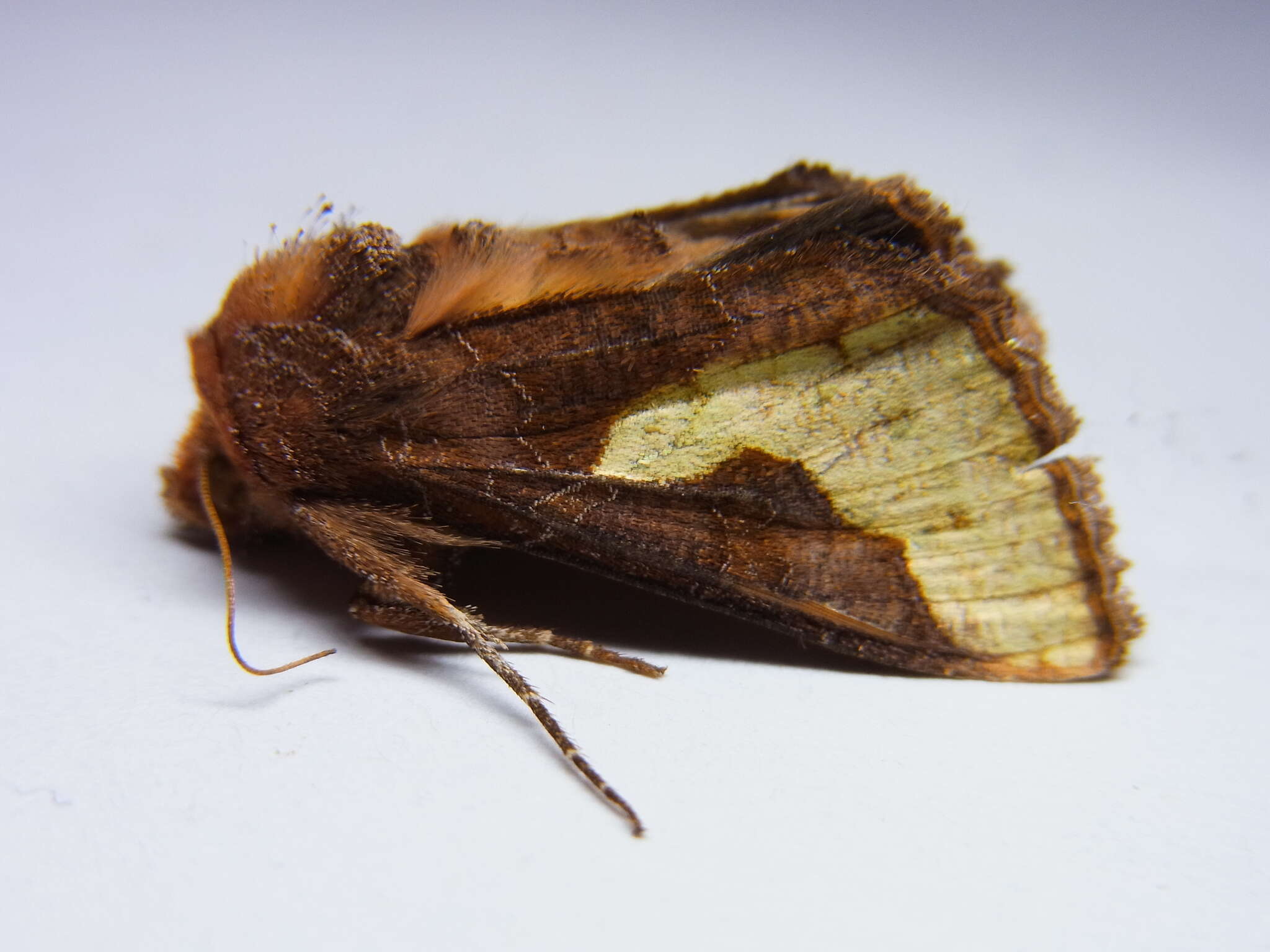 Image of Thysanoplusia intermixta Warren 1913