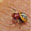 Image of Ladybird Crab Spider