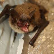 Image of Northern Long-Eared Bat