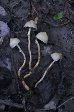 Image of Leratiomyces magnivelaris (Peck) Bridge & Spooner 2008