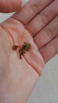 Image of Thorn Treehopper