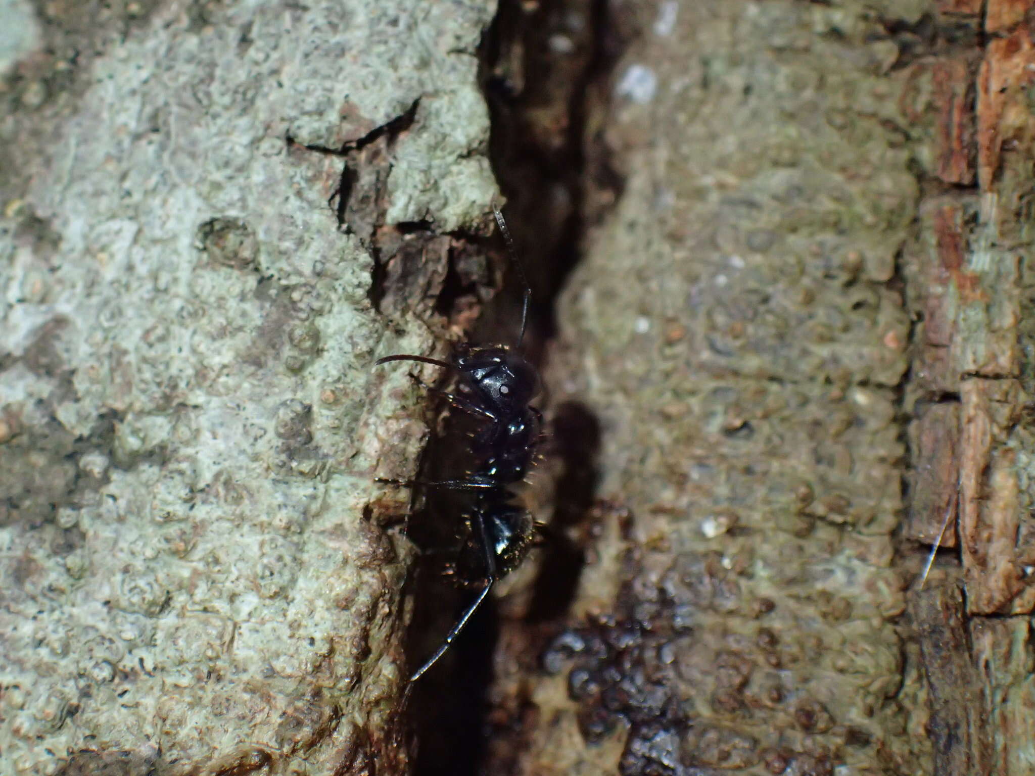 Image of Camponotus arminius Forel 1910