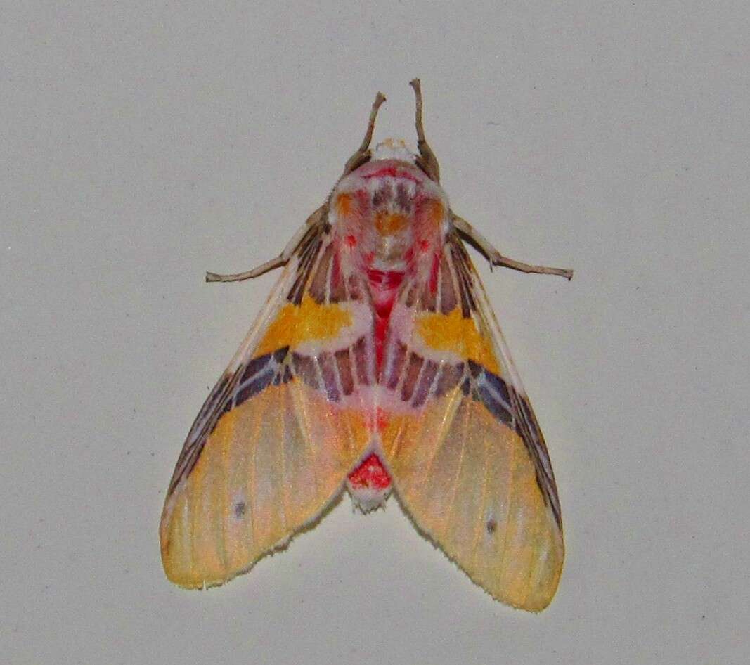 Image of Idalus agastus Dyar 1910