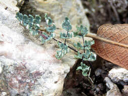 Image of southwestern false cloak fern