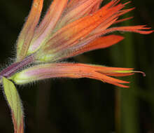 Image of giant red Indian paintbrush