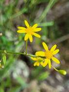 Plancia ëd Senecio scandens var. crataegifolius (Hayata) Kitam.