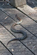 Image of Australian Tiger Snakes