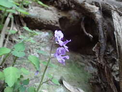 Image de Plectranthus saccatus subsp. saccatus