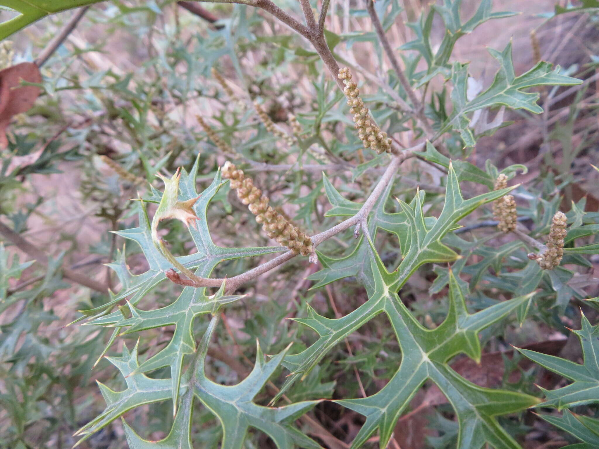 Image of Grevillea ramosissima Meissn.