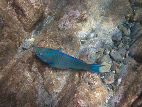 Image of Dark Green Parrotfish