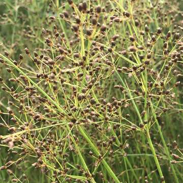 Plancia ëd Fimbristylis littoralis Gaudich.