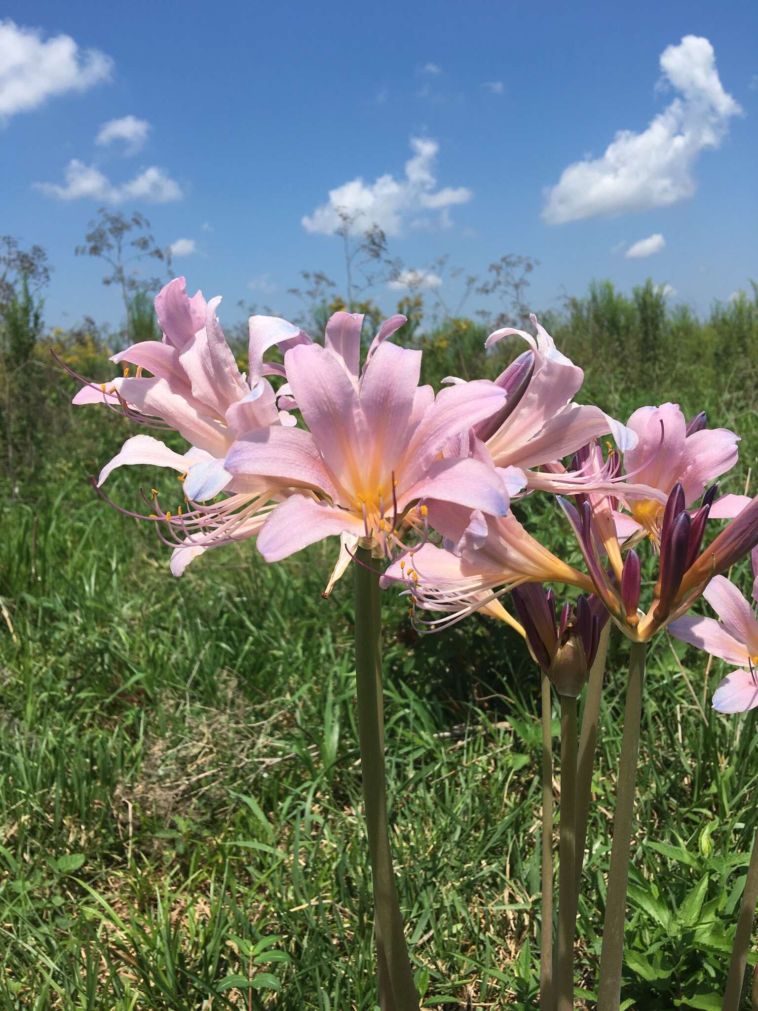 Image of resurrection lily