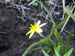 Image of Hypoxis longifolia Baker