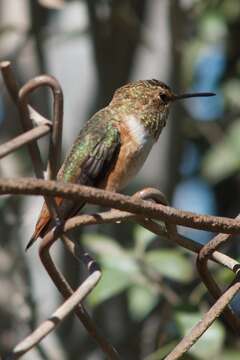 Image of Allen's Hummingbird