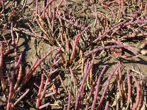 Image of Tecticornia indica (Willd.) K. A. Sheph. & Paul G. Wilson