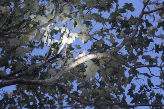 Image of Gray Mouse Lemur