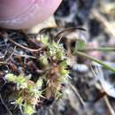 Image of Chorizanthe minutiflora R. Morgan, Styer & Reveal