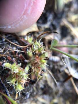 Image of Chorizanthe minutiflora R. Morgan, Styer & Reveal