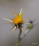 Image of Centaurea idaea Boiss. & Heldr.