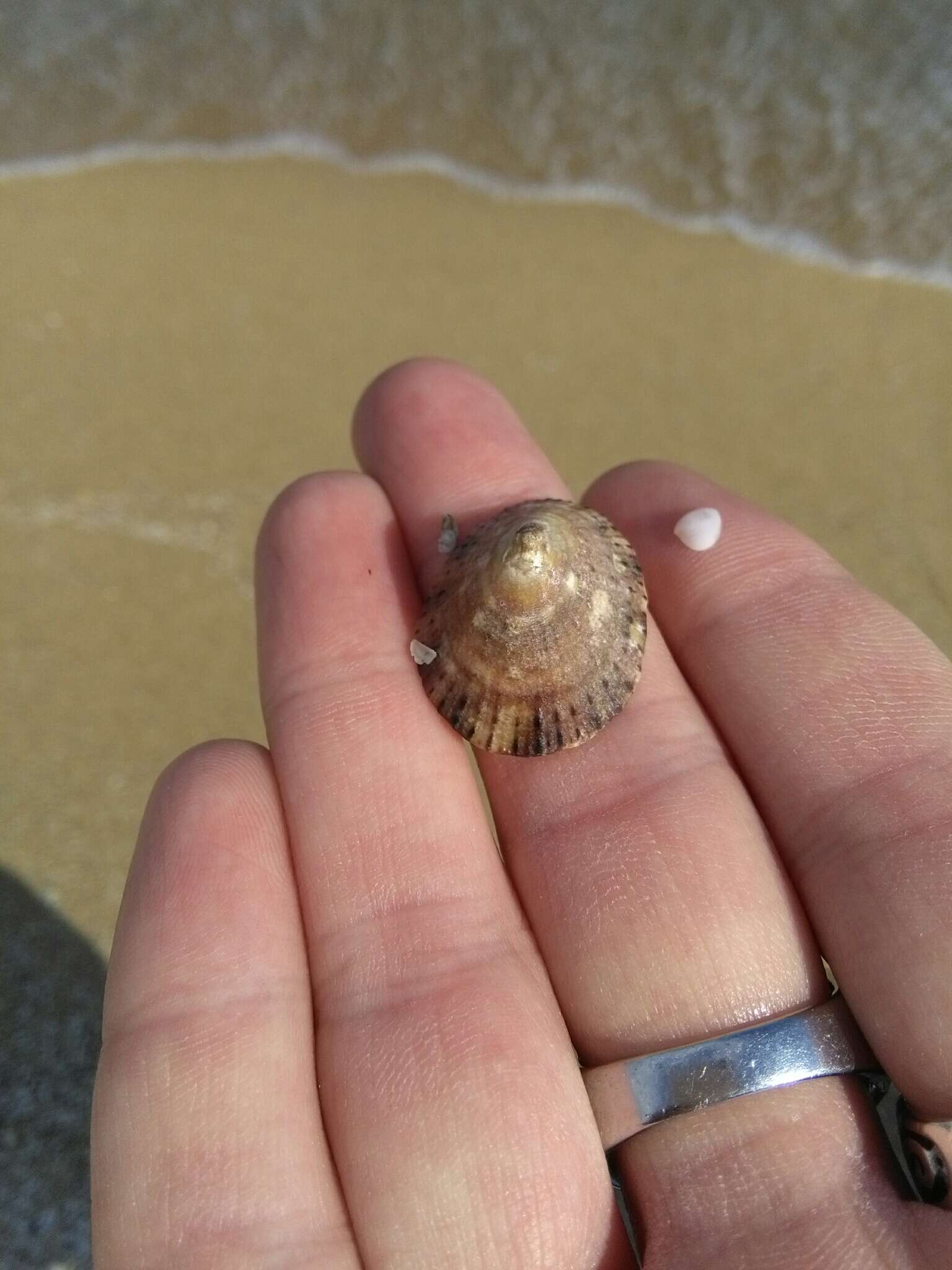 Image of Rustic Limpet