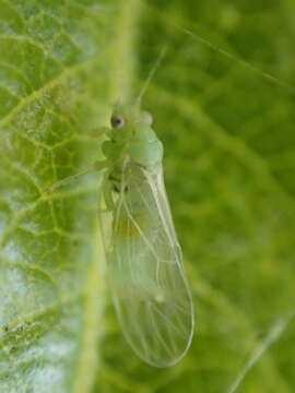 Image of Cacopsylla curta (Tuthill 1943)