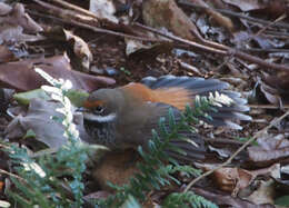 Image of Rufous Fantail