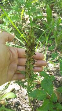 Image of Pedicularis sibthorpii Boiss.