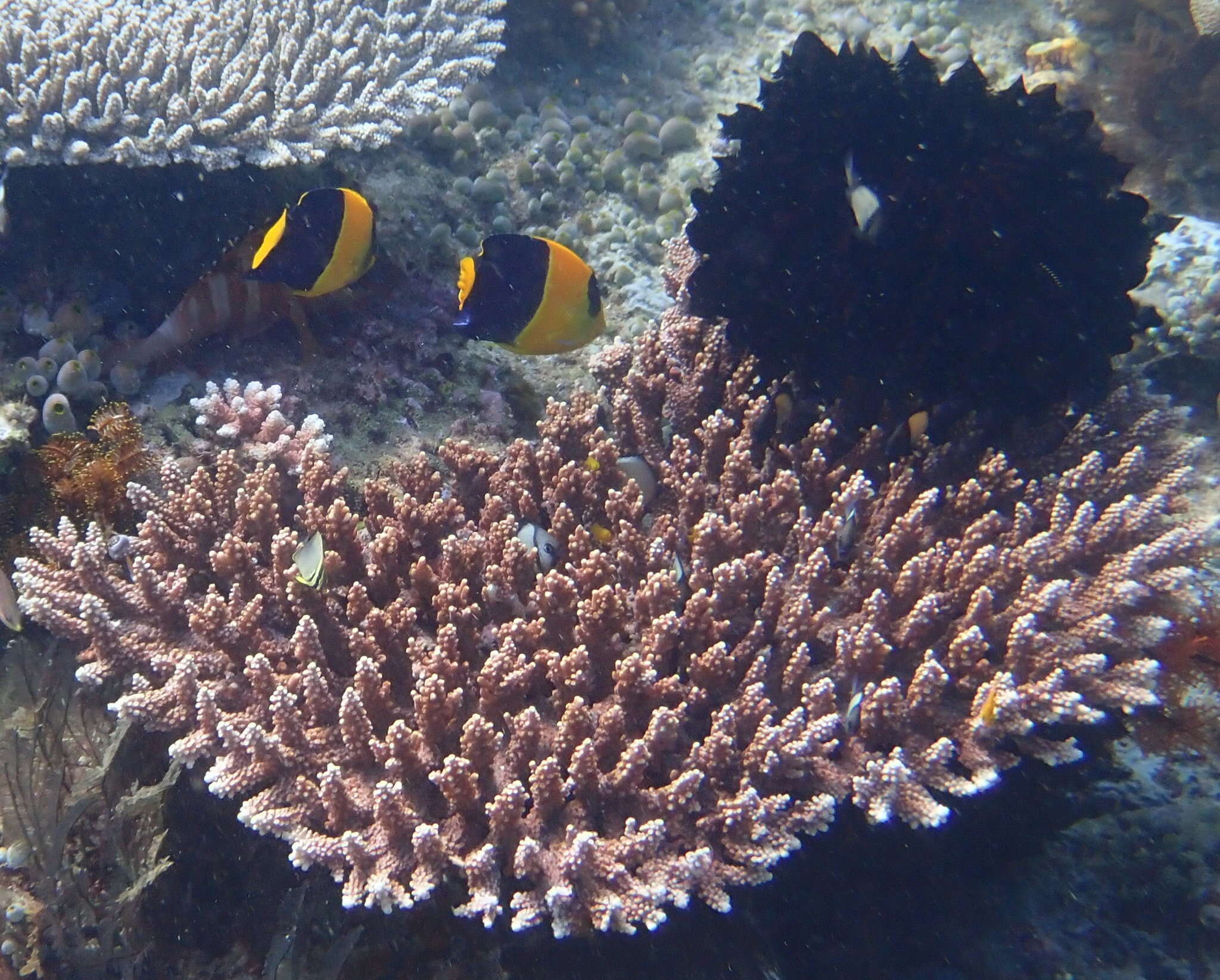 Image of Bicolor Angelfish