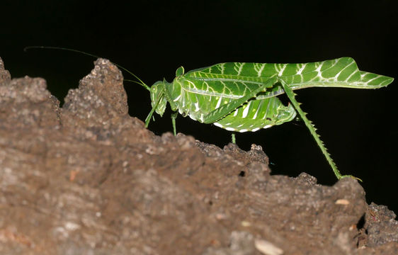 Image of <i>Terpnistria zebrata</i> (Serville 1838)