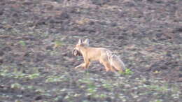 Слика од Vulpes corsac (Linnaeus 1768)