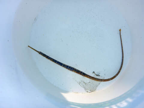 Image of Great Pipefish