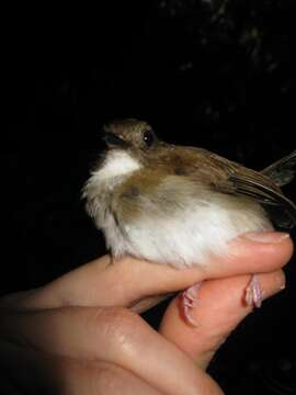 Image of Grey-chested Jungle Flycatcher